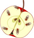 Fruit flies Drosophila melanogaster on red apple isolated on white Royalty Free Stock Photo